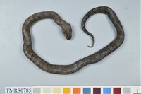 藏品(菊池氏龜殼花)的圖片